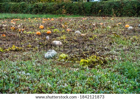 Ripe squashes in the field