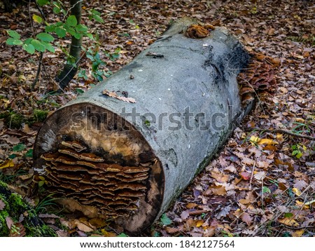 Tree fungi on a rotten tree trunk