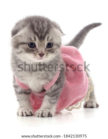 Kitten in a dress isolated on a white background.