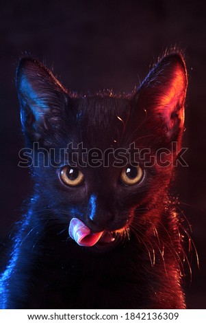 Black cat, Halloween symbol in multicolored backlight. Dark cat licks its lips tongue on a black background. Animal face close up.