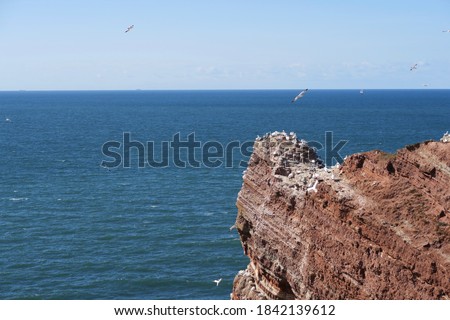 Northern gannets sit on a red sandstone cliff on Heligoland and fly over the North Sea                                 