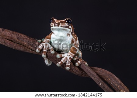 The Mission golden eyed tree frog or Amazon milk Frog, Trachycephalus resinifictrix