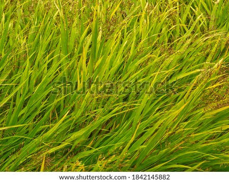 Green grass. Natural green background. Grass texture on the meadow. Abstract outdoor concept.