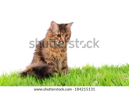 cat posing on green grass 