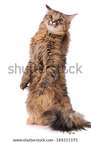 cat posing isolated over white background
