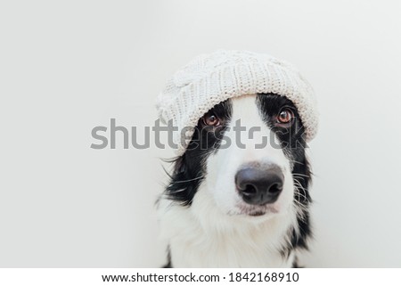 Funny studio portrait of cute smiling puppy dog border collie wearing warm knitted clothes white hat isolated on white background. Winter or autumn portrait of new lovely member of family little dog