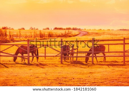 Group of horses in the paddock at sunset. It is at the end of a sunny day in the autumn season.