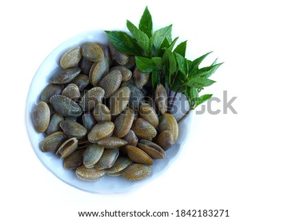 Fresh clams for cooking. Fresh sea food to be cooked for Stir fried Spicy Clam  with Thai Holy Basil leaves. Very popular food in Thailand 