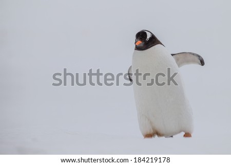 Gentoo penguin positioned on right side of screen