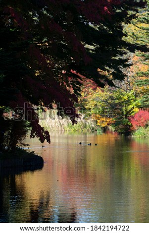 The autumn leaves of Karuizawa Cloud Field Pond, Japan.
