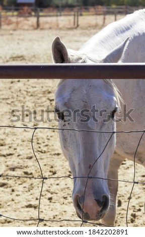 white horse looking through the fence in a farm in Salt Lake city 