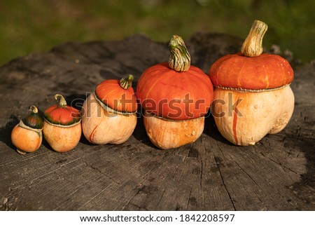 Colorful small ornamental Pumpkins. Gourds for Halloween holiday. A large family of small Pumpkins. Natural background. Agriculture. Farming. Autumn background