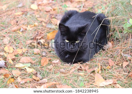 A black cat outdoors laying on dead leaves and colorful fall foliage. 