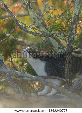 very curious cat outdoors looking up through tree branches with fall setting vertical shot magazine cover format