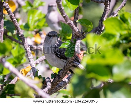 A Northern Mockingbird in a shrub in South Florida