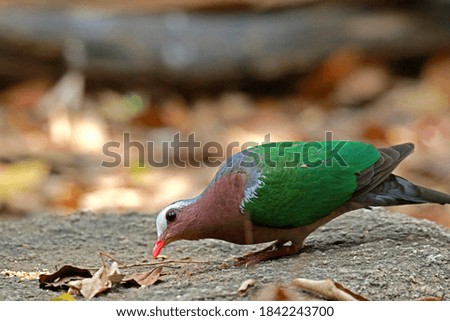 The Common Emerald Dove in nature of Thailand