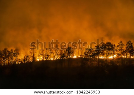 forest fire disaster is burning caused by human Royalty-Free Stock Photo #1842245950