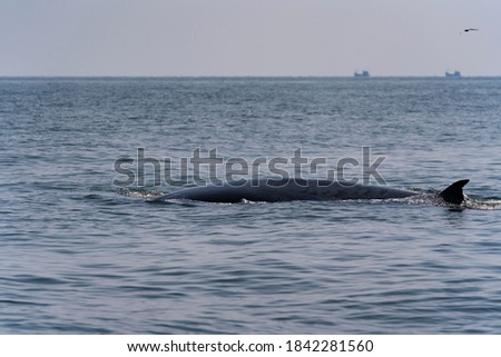 Bryde's whale in the south of THAILAND