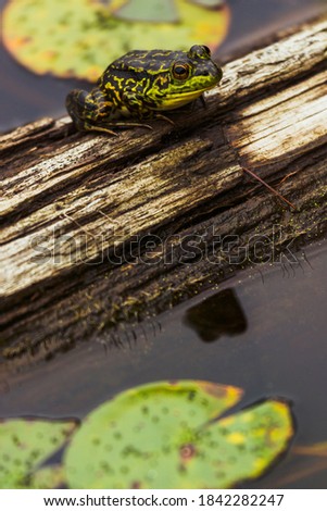 A green frog sits on a log with small lily pads top an bottom in Algonquin Provincial Park. Ontario Travel destination