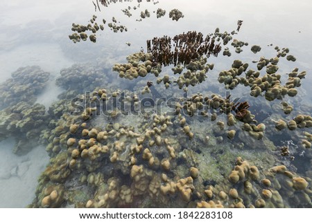 close-up picture of the Great Barrier Reef with clear blue water, Asia, Thailand.