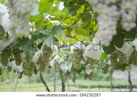 Koshu grapes on the vine in a vineyard, Japan. Royalty-Free Stock Photo #184230287