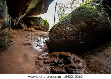 Naga stone is a wonder of the rock that looks like a big snake and is believed to be a serpent Located in Phu Langka National Park. Bueng Kan - Nakhon Phanom Province : Thailand
 Royalty-Free Stock Photo #1842310363