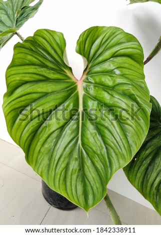 This philodendron plowmanii is a vine that vines along the ground with wide heart-shaped leaves, a red tinge on the young leaf bones, the texture is firm and uneven adding to the luxurious and exotic  Royalty-Free Stock Photo #1842338911