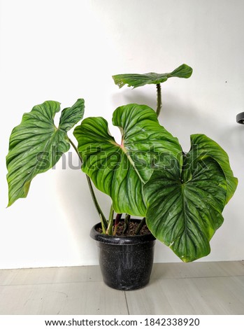 This philodendron plowmanii is a vine that vines along the ground with wide heart-shaped leaves, a red tinge on the young leaf bones, the texture is firm and uneven adding to the luxurious and exotic  Royalty-Free Stock Photo #1842338920