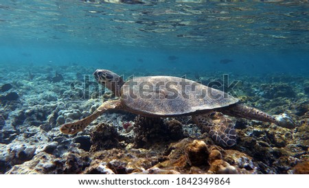 Sea turtles . Great Reef Turtle .