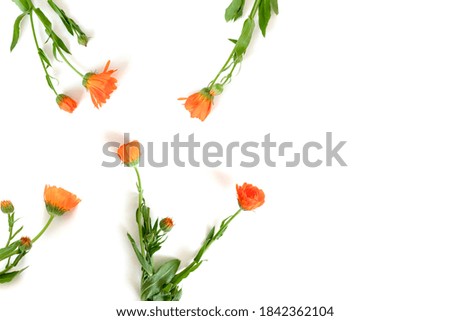 Calendula flowers on a white background. Floral eco concept with copy space.
