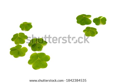 Composition for St. Patrick's Day with green shamrocks on an isolated white background.
