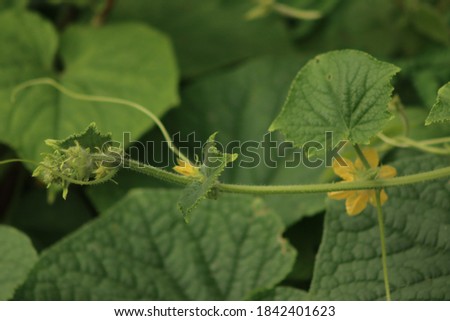 pumpkin tree green plant leaf 