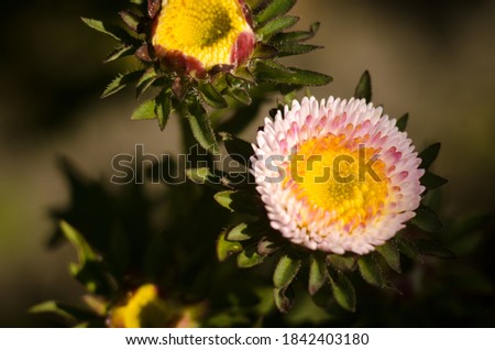 beautiful round bicolor flowers in macro