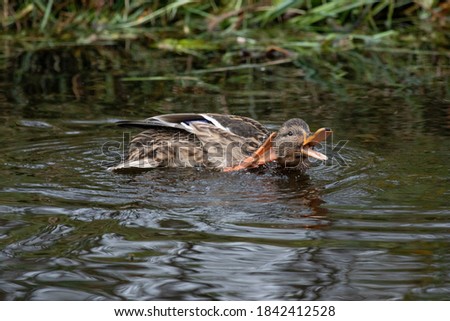 Beautiful female duck splattered in the ditch and itchy behind her head. Funny picture