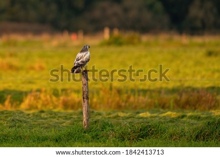 Falcon bird of prey sits in a meadow on a pole, in the sun.