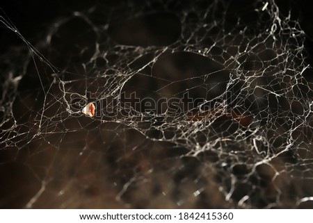 Spider web in nature. Nature background.