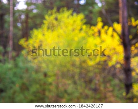 Blurry forest wallpaper. Nature bokeh background. Green forest defocused background for your design