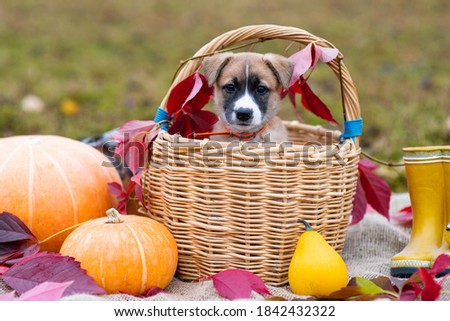 A cute little  brown puppy sits in a basket next to a pumpkin. Autumn composition. Red and yellow leaves, fall poster (picture). One dog with sad eyes looks at the camera
