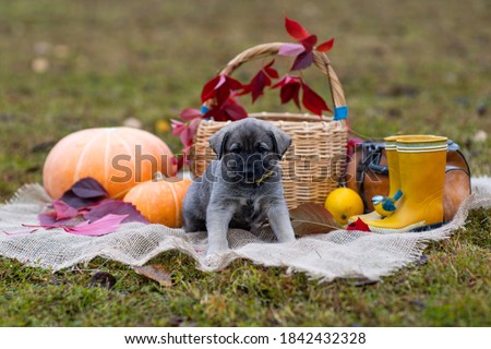 A cute little grey puppy sits in a basket next to a pumpkin. Autumn composition. Red and yellow leaves, fall poster (picture). One dog with sad eyes looks at the camera