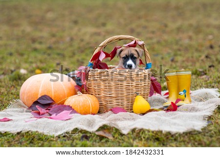 A cute little  brown puppy sits in a basket next to a pumpkin. Autumn composition. Red and yellow leaves, fall poster (picture). One dog with sad eyes looks at the camera