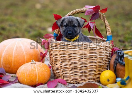 A cute little grey puppy sits in a basket next to a pumpkin. Autumn composition. Red and yellow leaves, fall poster (picture). One dog with sad eyes looks at the camera