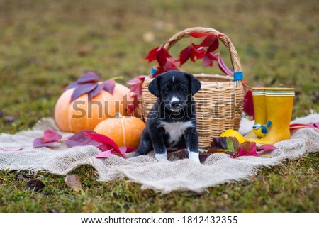 A cute little black puppy sits in a basket next to a pumpkin. Autumn composition. Red and yellow leaves, fall poster (picture). One dog with sad eyes looks at the camera
