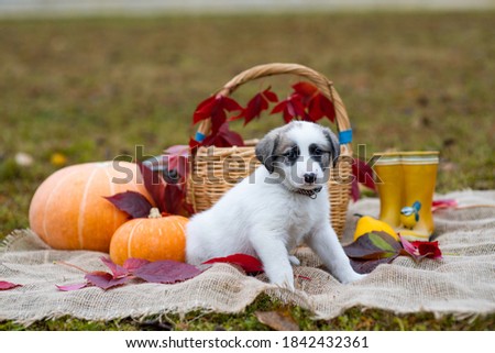 A cute little white spotted puppy sits in a basket next to a pumpkin. Autumn composition. Red and yellow leaves, fall poster (picture). One dog with sad eyes looks at the camera