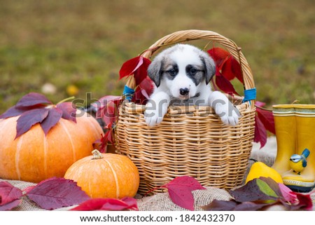 A cute little white spotted puppy sits in a basket next to a pumpkin. Autumn composition. Red and yellow leaves, fall poster (picture). One dog with sad eyes looks at the camera