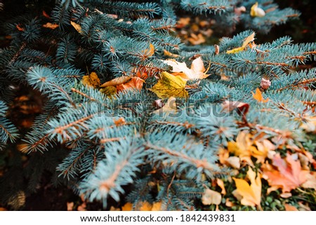 Fir branch close-up with autumn foliage, outside. Christmas needles