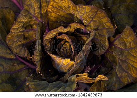 Abstract color cabbage. Floral background.