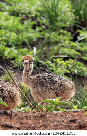 a close up picture of a baby common ostrich, Struthio camelus chick 