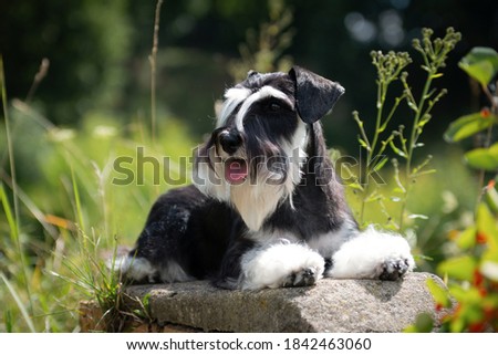 Miniature schnauzer dog laying with his tongue out in green grass in summer outdoors on a sunny day Royalty-Free Stock Photo #1842463060