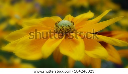 Rudbeckia. The species are commonly called coneflowers and black-eyed-susans; all are native to North America and many species are cultivated in gardens for their showy yellow or gold flower heads.