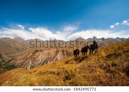 Three wild horses on pasture in high mountains. Wild horses in backlight silhouettes near Sary Chelek lake, Sary-Chelek Jalal Abad region, Kyrgyzstan, Trekking in Central Asia.
